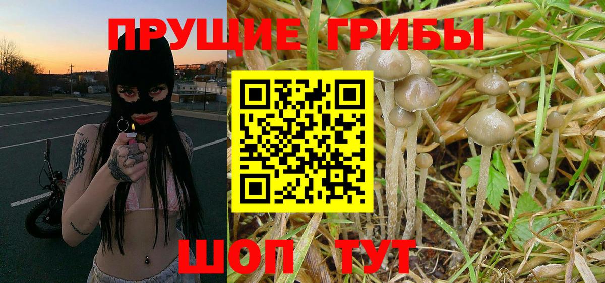 Псилоцибиновые грибы Psilocybine cubensis Знаменск
